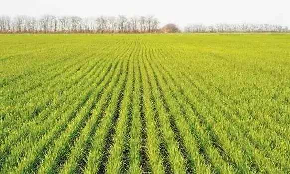 राजस्थान में रबी की बुआई का कृषि विभाग ने 8 दिसंबर तक का आंकड़ा किया जारी, अब तक 93 प्रतिशत बुआई