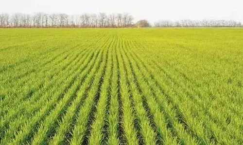 राजस्थान में रबी की बुआई का कृषि विभाग ने 8 दिसंबर तक का आंकड़ा किया जारी, अब तक 93 प्रतिशत बुआई