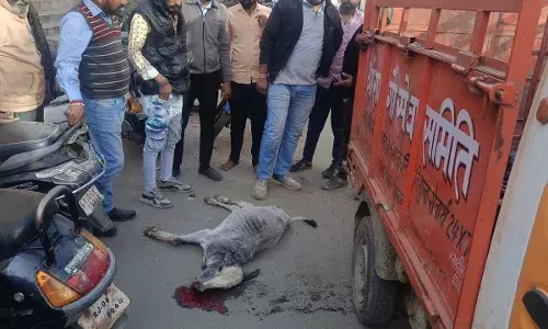 भीलवाड़ा में कार ने गौवंश  को रौंदा, मौके पर मौत — CCTV में कैद हुई घटना, गौसेवकों ने थाना पहुंच कर कार्रवाई की मांग की