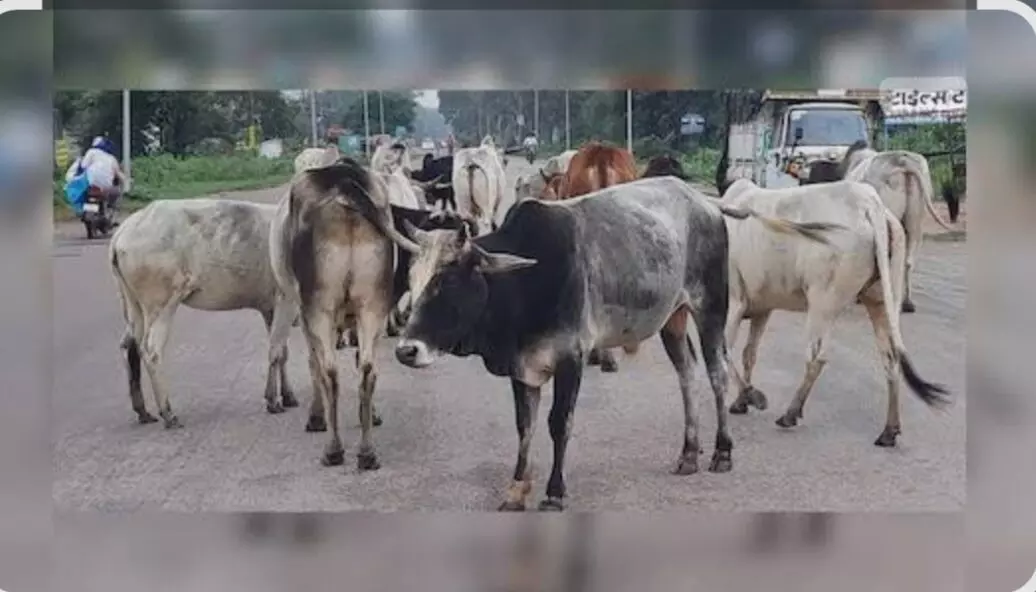 अब विवादित गोशालाओं को नहीं मिलेगा अनुदान अब विवादित गोशालाओं को नहीं मिलेगा अनुदान