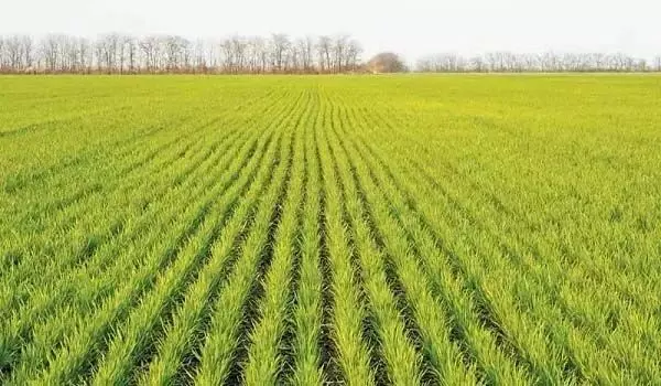 राजस्थान में रबी की बुआई का कृषि विभाग ने 8 दिसंबर तक का आंकड़ा किया जारी, अब तक 93 प्रतिशत बुआई राजस्थान में रबी की बुआई का कृषि विभाग ने 8 दिसंबर तक का आंकड़ा किया जारी, अब तक 93 प्रतिशत बुआई