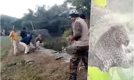 राजसमंद में लेपर्ड रेस्क्यू के दौरान वनकर्मियों पर हमला, चार घायल
