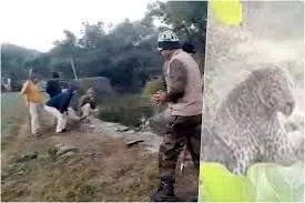 राजसमंद में लेपर्ड रेस्क्यू के दौरान वनकर्मियों पर हमला, चार घायल राजसमंद में लेपर्ड रेस्क्यू के दौरान वनकर्मियों पर हमला, चार घायल
