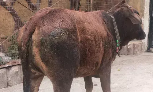 सड़क हादसे में बछड़ी का पांव टूटा, गौसेवकों ने कराया अस्पताल में उपचार सड़क हादसे में बछड़ी का पांव टूटा, गौसेवकों ने कराया अस्पताल में उपचार