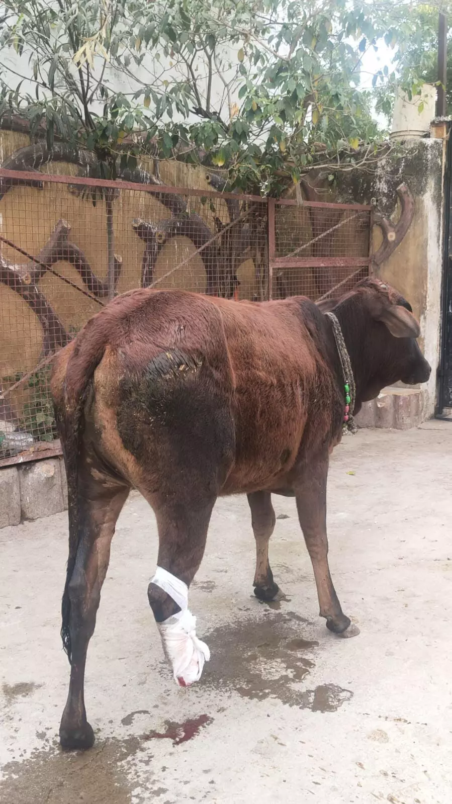 सड़क हादसे में बछड़ी का पांव टूटा, गौसेवकों ने कराया अस्पताल में उपचार सड़क हादसे में बछड़ी का पांव टूटा, गौसेवकों ने कराया अस्पताल में उपचार