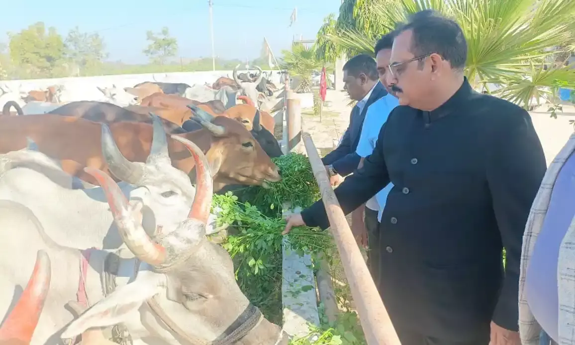 गौ-सेवा हमारी संस्कृति का अभिन्न अंग :कलक्टर