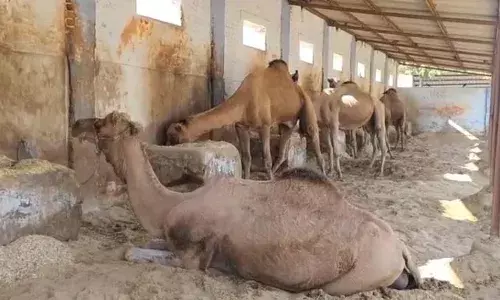 ऊंट का खून खत्म कर देगा सांप के जहर का असर, वैज्ञान‍िकों की खोज से रुक जाएंगी मौतें