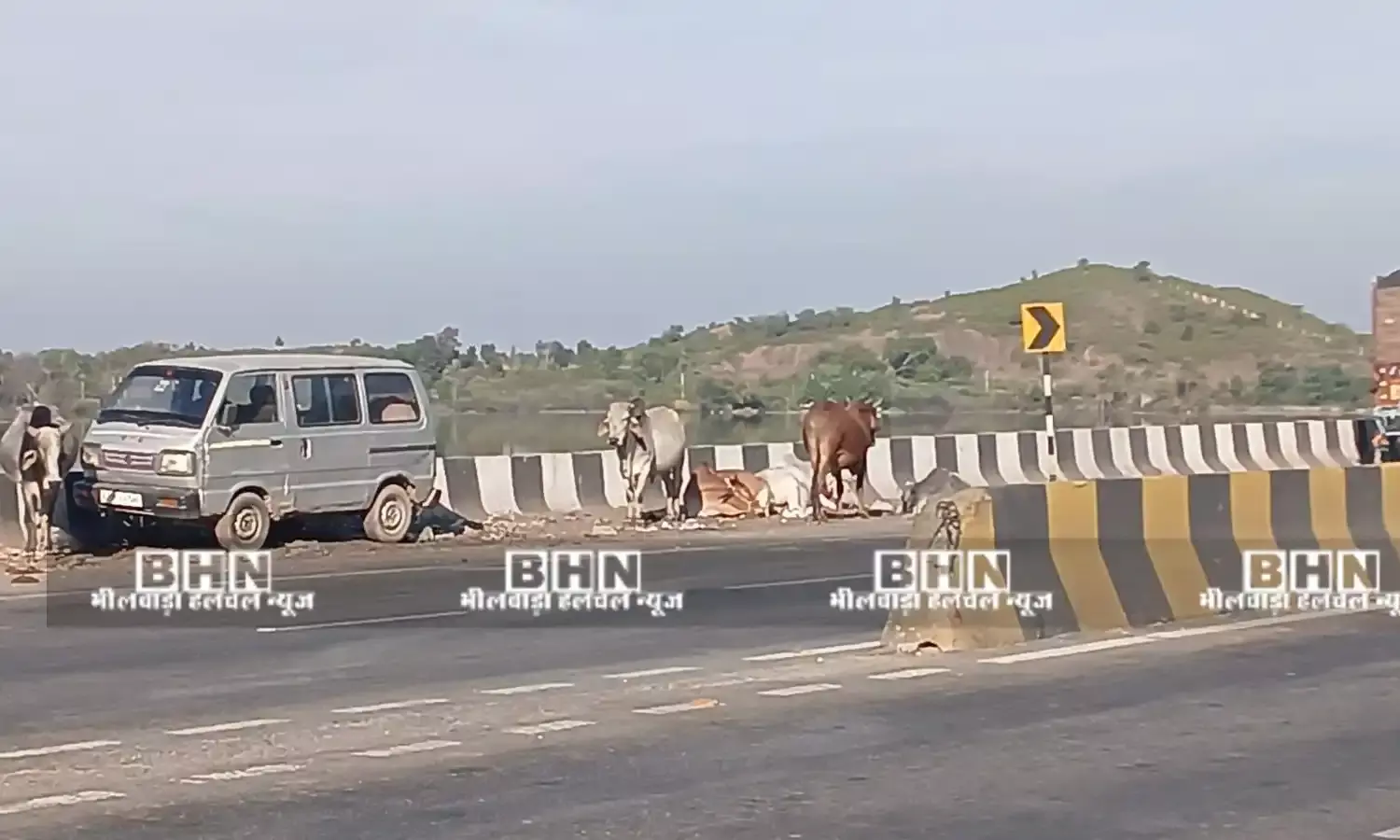 गुरलां टोल प्लाजा और हाईवे बने गौशाला, यातायात प्रभावित, हादसे की आशंका, मवेशी असुरक्षित