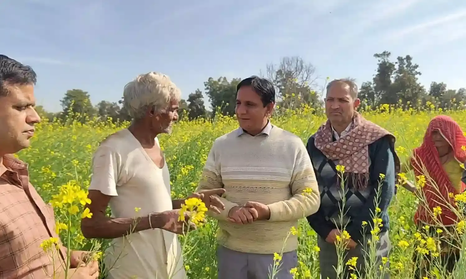 सरसों की फसल में मोयला का प्रकोप, किसानों को समय पर कीटनाशी छिड़काव की सलाह सरसों की फसल में मोयला का प्रकोप, किसानों को समय पर कीटनाशी छिड़काव की सलाह