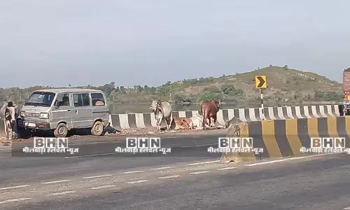 गुरलां टोल प्लाजा और हाईवे बने गौशाला, यातायात प्रभावित, हादसे की आशंका, मवेशी असुरक्षित गुरलां टोल प्लाजा और हाईवे बने गौशाला, यातायात प्रभावित, हादसे की आशंका, मवेशी असुरक्षित