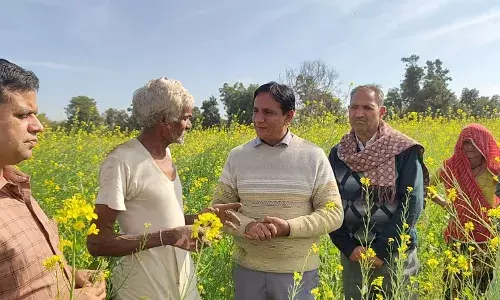 सरसों की फसल में मोयला का प्रकोप, किसानों को समय पर कीटनाशी छिड़काव की सलाह सरसों की फसल में मोयला का प्रकोप, किसानों को समय पर कीटनाशी छिड़काव की सलाह