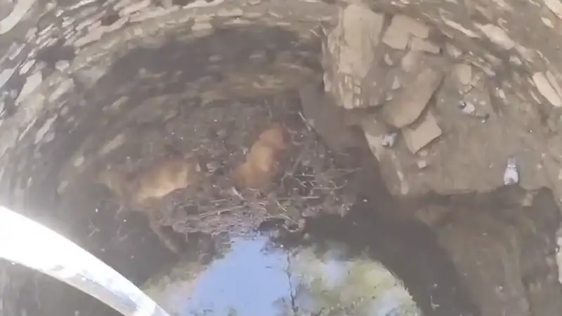 कुएं में गिरी चार नीलगाय, बचाव के प्रयास