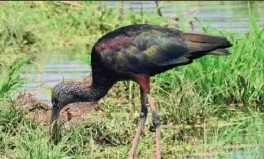 राजस्थान में फिर दिखी ग्लॉसी आइबिस, पहली बार प्रजनन के एक साल बाद दोबारा मौजूदगी