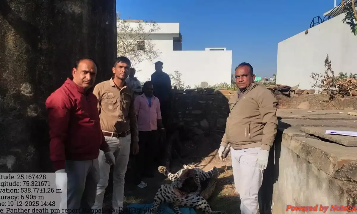 किसान के खेत में मृत मिला लेपर्ड, पोस्टमार्टम रिपोर्ट में हार्ट और लंस की बीमारी के चलते लेपर्ड की मौत|