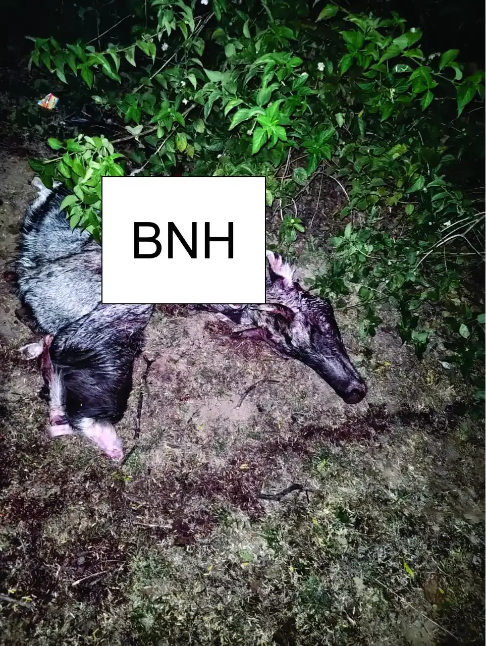 सायला के पास नीलगाय की हत्या, क्षेत्र में  आक्रोश