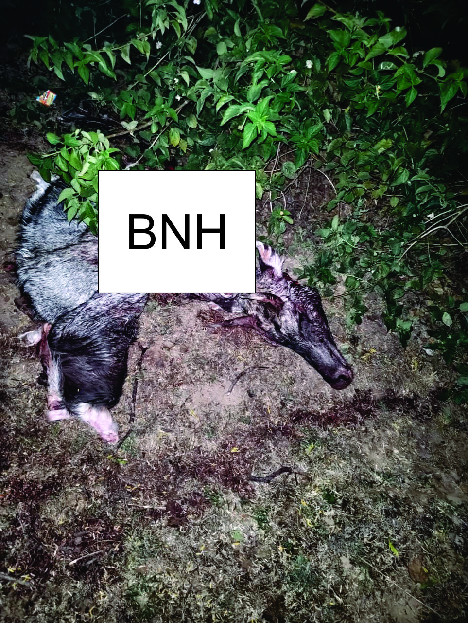 सायला के पास नीलगाय की हत्या, क्षेत्र में आक्रोश सायला के पास नीलगाय की हत्या, क्षेत्र में आक्रोश