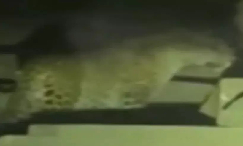 नयानगर गांव में पैंथर का आतंक, मवेशियों के लगातार शिकार से ग्रामीणों में दहशत