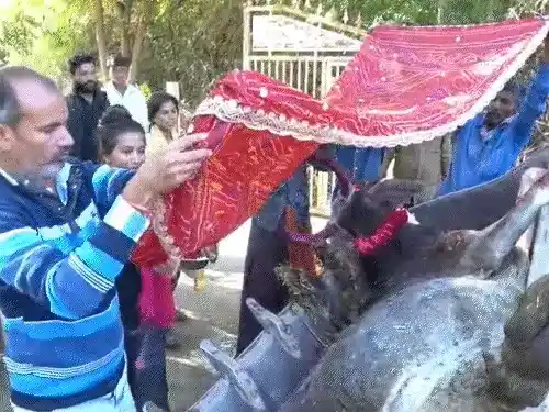 गाय की मौत पर छपवाया शोक संदेश, बैठक-प्रसादी भी रखी