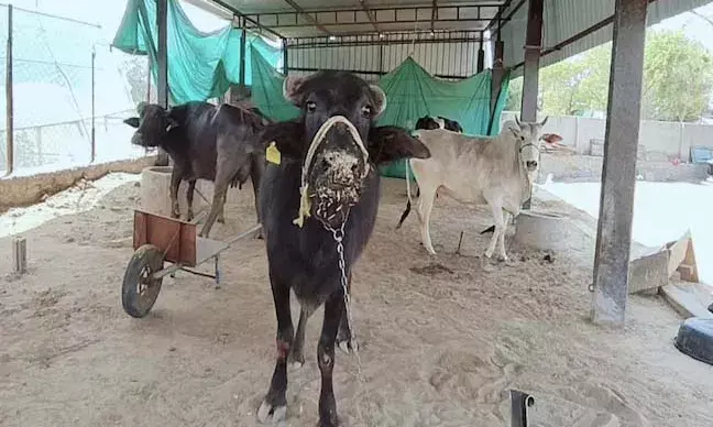 अब पशुपालक होंगे हाईटेक, लगा सकेंगे खुद का उद्योग, 50 लाख से अधिक का मिलेगा अनुदान