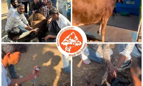 बालाजी गोवंश हेल्पलाइन ने सिर में फंसी रस्सी से गोवंश की जान बचाई