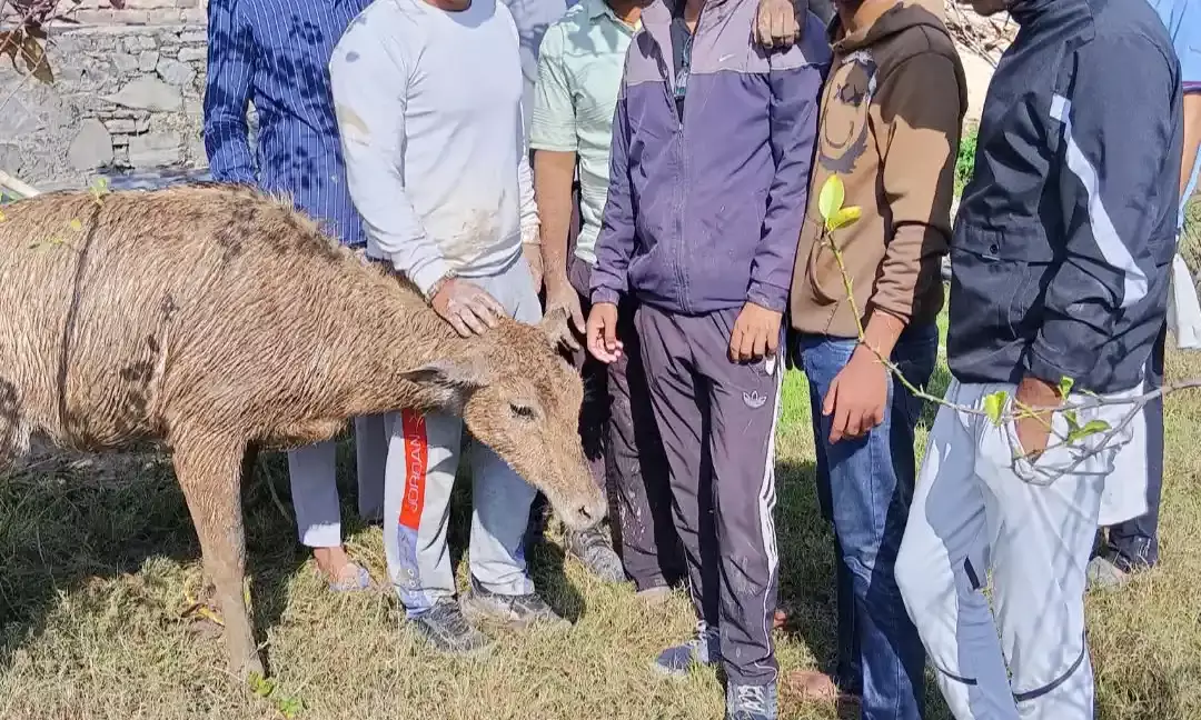 नहर से छलांग लगा खेत में बने पानी के भरे टैंक में गिरी नीलगाय , गौसेवकों ने निकाला