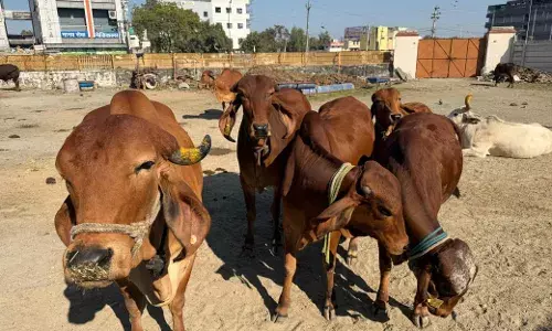 गोमाता को राष्ट्रमाता का दर्जा, गोहत्या पर पूर्ण प्रतिबंध और केन्द्रीय कानून की मांग