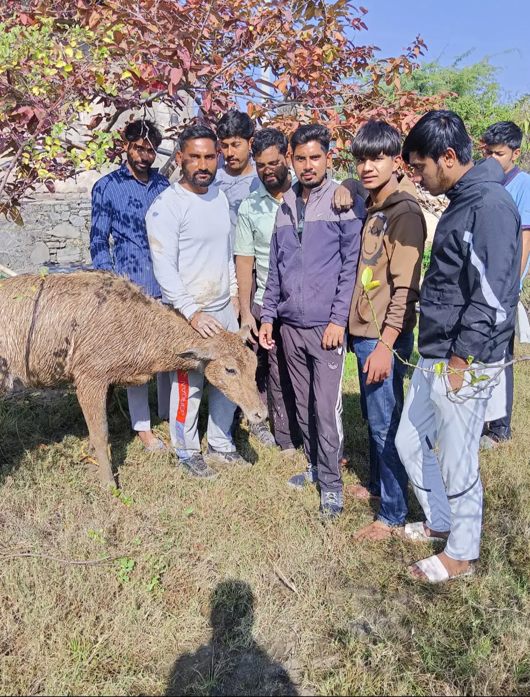 नहर से छलांग लगा खेत में बने पानी के भरे टैंक में गिरी नीलगाय , गौसेवकों ने निकाला नहर से छलांग लगा खेत में बने पानी के भरे टैंक में गिरी नीलगाय , गौसेवकों ने निकाला