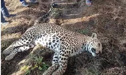 अज्ञात वाहन की टक्कर से लेपर्ड की मौत