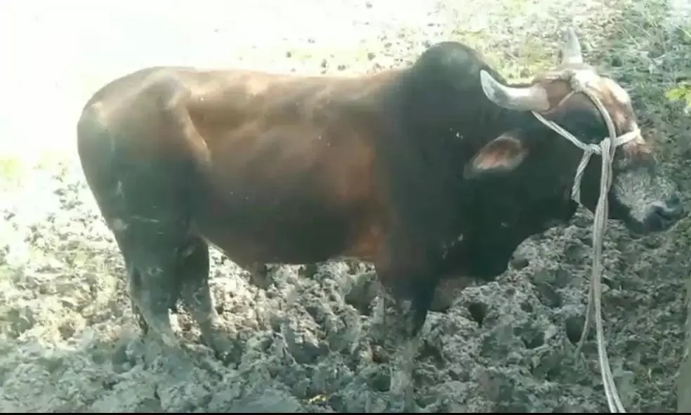 गंभीर चोट से जूझ रहे नंदी महाराज को मिला नया जीवन, बालाजी गोवंश हेल्पलाइन बनी संब