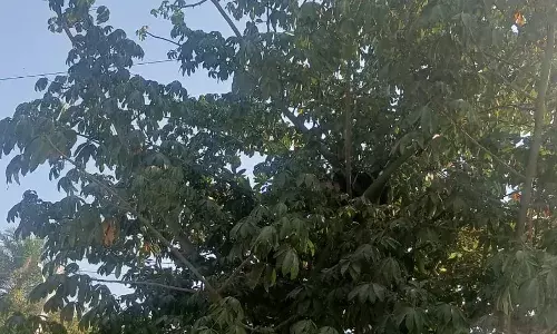 पेड़ पर पतंग उतारने के दौरान करंट से झुलसा बच्चा, हालत गंभीर