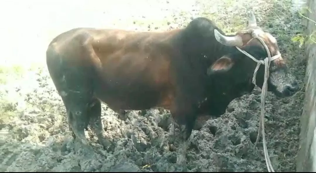 गंभीर चोट से जूझ रहे नंदी महाराज को मिला नया जीवन, बालाजी गोवंश हेल्पलाइन बनी संब गंभीर चोट से जूझ रहे नंदी महाराज को मिला नया जीवन, बालाजी गोवंश हेल्पलाइन बनी संब