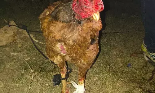 नववर्ष पूर्व संध्या पर मुर्गा फाइट का भंडाफोड़: पुलिस ने 10 को दबोचा, आयोजक बरकत अली फरार