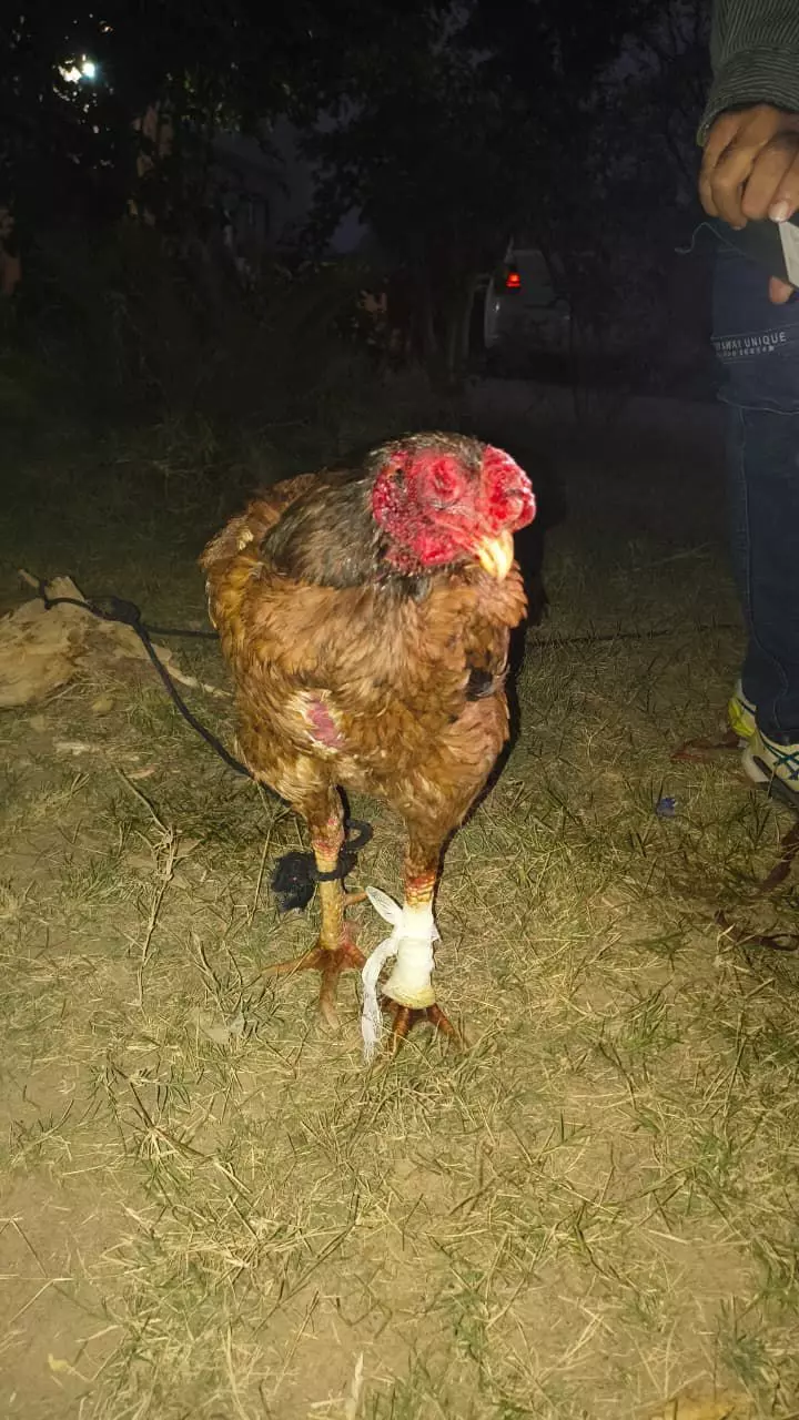 नववर्ष पूर्व संध्या पर मुर्गा फाइट का भंडाफोड़: पुलिस ने 10 को दबोचा, आयोजक बरकत अली फरार नववर्ष पूर्व संध्या पर मुर्गा फाइट का भंडाफोड़: पुलिस ने 10 को दबोचा, आयोजक बरकत अली फरार