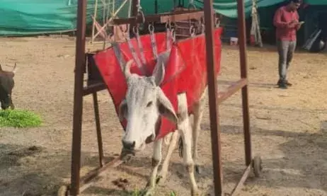 माताजी के जन्मदिन पर गौशाला को भेंट की काऊ लिफ्टर मशीन