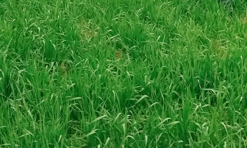 रबी की फसलों में मावठ से लौटी रौनक,किसानों के चेहरे खिले