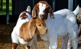 जनजाति कल्याण कोष योजना अन्तर्गत मुर्गी ईकाई एवं बकरी इकाई वितरण के लिए मांगे आवेदन