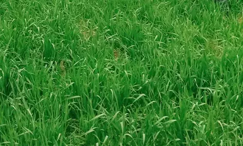 रबी की फसलों में मावठ से लौटी रौनक,किसानों के चेहरे खिले