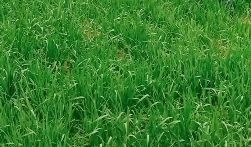 रबी की फसलों में मावठ से लौटी रौनक,किसानों के चेहरे खिले