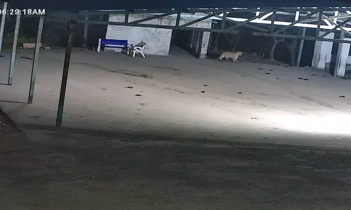 हमीरगढ़ के चामुंडा माता मंदिर में दिखा पैंथर सीसीटीवी में कैद