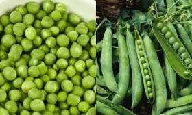 सर्दियों में हरी मटर क्यों है सेहत का खजाना, जानिए इसके बड़े फायदे