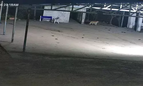 हमीरगढ़ के चामुंडा माता मंदिर में दिखा पैंथर सीसीटीवी में कैद