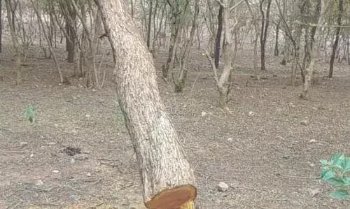 गेणोली में खेर की कटाई विभाग की लापरवाही से जंगल हो रहे नष्ट