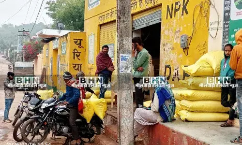 खबर का असर, कालाबाजारी पर सख्ती, 300 बैग वितरण, 270 रुपये में यूरिया मिलने से किसानों को राहत