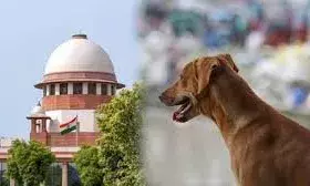 भीलवाड़ा में आवारा कुत्तों का खतरा , सुप्रीम कोर्ट के आदेश की जमीन पर पालना नहीं