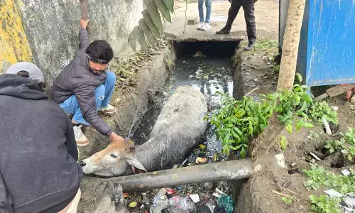 नाले में गिरी गौमाता को सुरक्षित निकाला