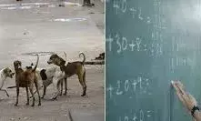 अब कुत्तों की गिनती करेंगे गुरुजी, नगर निगम के आदेश पर शिक्षकों में उबाल