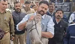 उदयपुर कोर्ट में बंदर का आतंक, वकीलों पर हमला; वाइल्ड लाइफ टीम ने किया रेस्क्यू