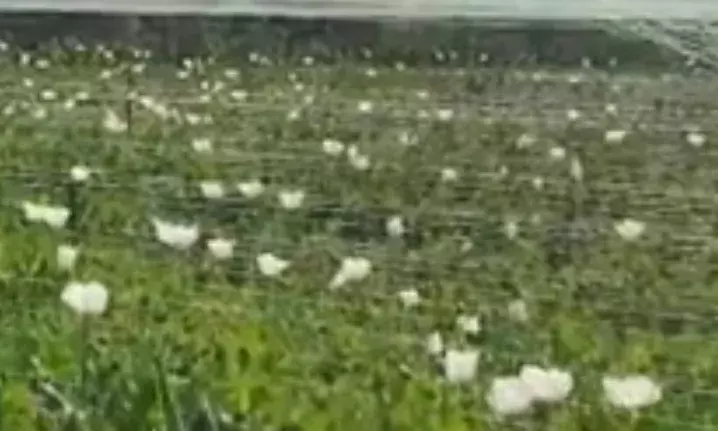 भीलवाड़ा में अफीम की फसल पर खिले सफेद फूल, किसानों ने शुरू किया रात का पहरा