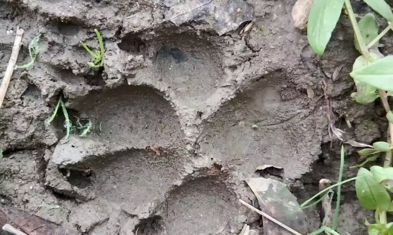 बागोर क्षेत्र में पैंथर की लगातार आवाजाही से ग्रामीणों में डर