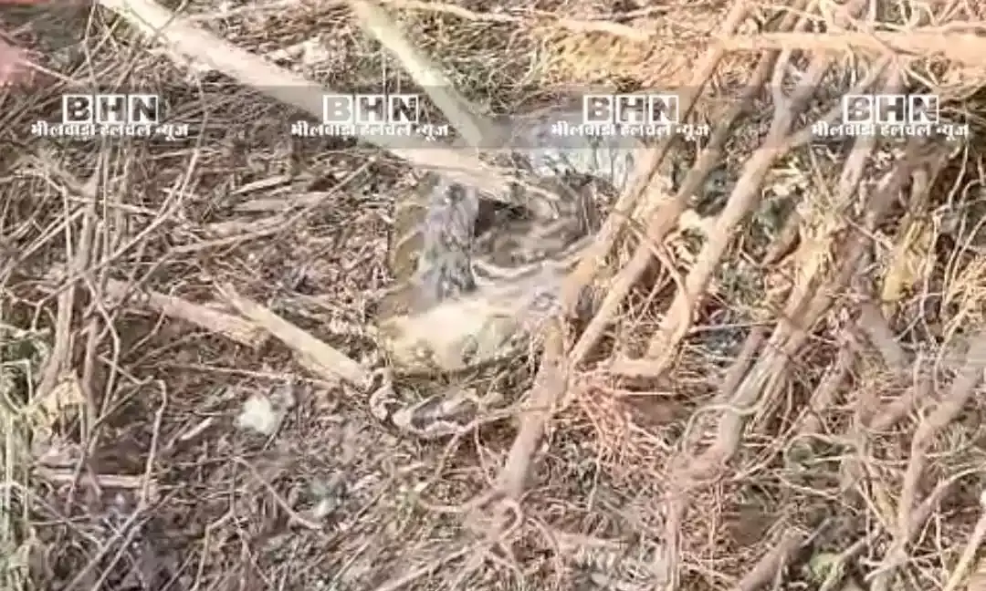 बनकाखेड़ा में अजगर सांप का किया रेस्क्यू